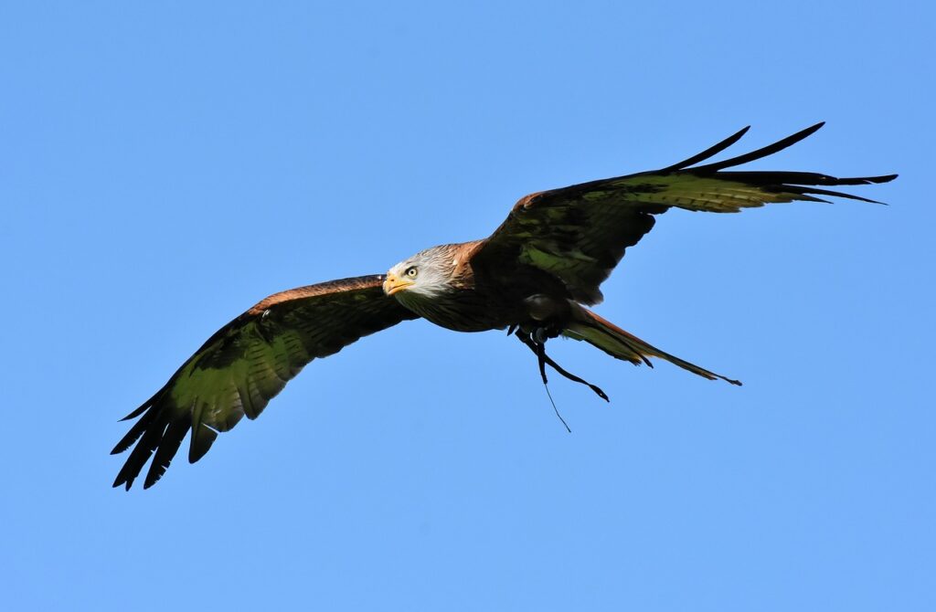 Rotmilan (milvus milvus)