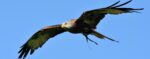 Rotmilan (milvus milvus)