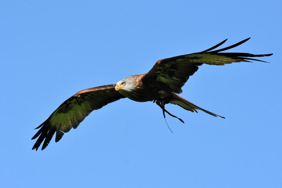 Rotmilan (milvus milvus)